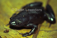 : Nelsonophryne aterrima; Black Narrow-mouthed Frog