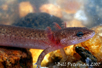 : Pseudotriton ruber; Black-chinned Red Salamander