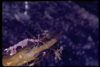 : Caprella sp.; Skeleton Shrimp And Young