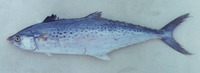 Scomberomorus guttatus, Indo-Pacific king mackerel: fisheries, gamefish