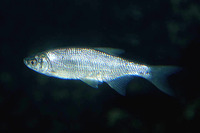 Notemigonus crysoleucas, Golden shiner: fisheries, aquaculture, aquarium, bait