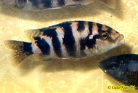Placidochromis milomo, Super VC-10 hap: aquarium