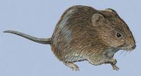 Image of: Otomys angoniensis (Angoni vlei rat)