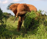 Loxodonta africana knochenhaueri - East African Bush Elephant