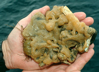 Colonial sea squirt, Didemnum lahillei