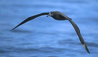 Black-footed Albatross (Phoebastria nigripes) photo