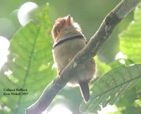 Collared Puffbird - Bucco capensis