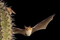 Pallid Bat ( Antrozous pallidus ) Flying by Saguaro Cactus ( Carnegiea gigantea ) about to take ...