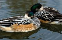 A pair of Chiloe ducks having a snooze.