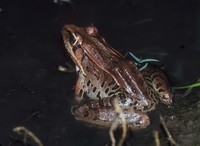 : Rana berlandieri; Rio Grande Leopard Frog
