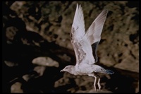 : Larus glaucescens; Glaucous-winged Gull