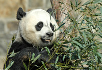 : Ailuropoda melanoleuca; Giant Panda