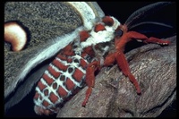 : Hyalophora cecropia; Cecropid Moth