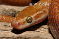 : Lamprophis fuliginosus; Brown House Snake
