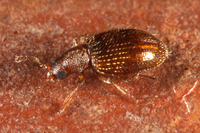 : Melanophthalma sp.