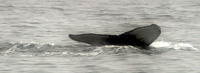 Humpback Whale flukes. 14 October 2006. Photo by Debbie Barnes