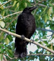 juvenile Carrion Crow, just fledged.