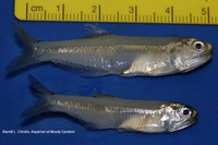 Anchoa mitchilli, Bay anchovy: fisheries, bait