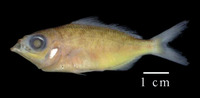 Eucinostomus argenteus, Silver mojarra: fisheries, bait