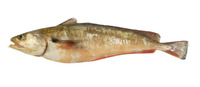 Pseudophycis bachus, Red codling: fisheries, gamefish