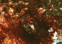 Neoclinus stephensae, Yellowfin fringehead: