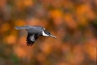Image of: Megaceryle alcyon (belted kingfisher)