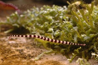 Doryrhamphus dactyliophorus - Ringed pipefish