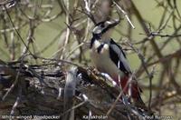 White-winged Woodpecker - Dendrocopos leucopterus