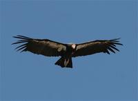 Condor, Californian