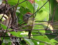 Dark-necked Tailorbird & Olive-backed