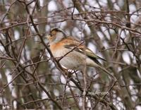 ...female Brambling from the top field finch flock at Venus Pool (14th December 2005) - photo Jim A