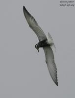 구레나룻제비갈매기(Sterna hybrida)  (Whiskered Tern)