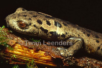 : Bolitoglossa alvaradoi; Alvarado's Salamander