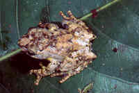 : Boophis lichenoides; Lichen Cyptic Treefrog