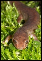 : Gyrinophilus porphyriticus; Blue Ridge Spring Salamander