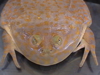 : Lepidobatrachus laevis; Budgett's Frog