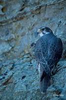 : Falco mexicanus; Prairie Falcon