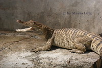 : Crocodylus mindorensis