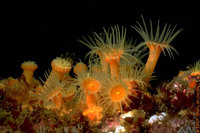 : Undescribed species; Zoanthid Anemone