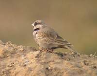 Ashy-crowned Sparrow Lark (Eremopteryx grisea) 2004. december 30. Bund Baretha