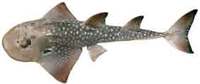 Shark Ray - Rhina ancylostoma