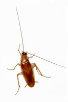 Blattella germanica - German Cockroach