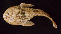 Thalassophryne maculosa, Cano toadfish: fisheries