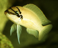 Chalinochromis brichardi, : aquarium