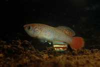 Nothobranchius neumanni, : aquarium