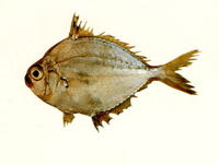 Leiognathus rapsoni, Rapson's ponyfish:
