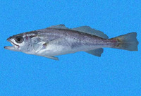Cynoscion nannus, Dwarf weakfish: