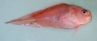 Careproctus reinhardti, Sea tadpole: