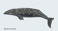 Image of: Eschrichtius robustus (gray whale)