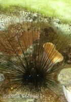 Diadema setosum - Reef sea urchin